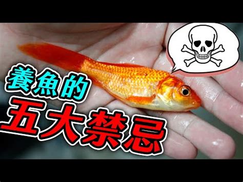 懶人養魚|養魚新手入門：12個教學讓你養魚一次上手（新手必讀）